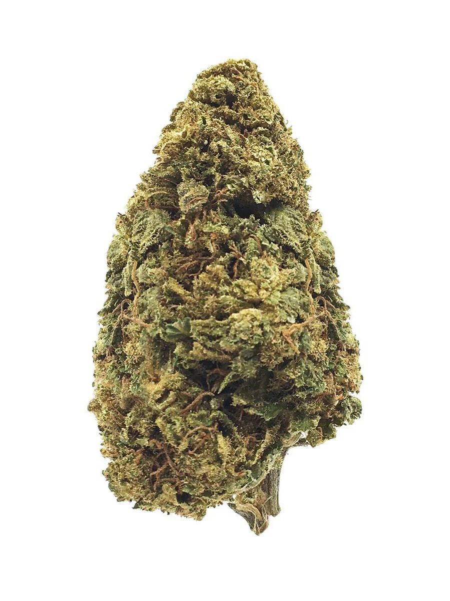 Échantillon Amnesia (Copie)